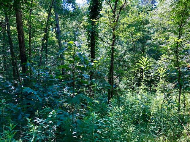58-ac Stirling Road Natchez, MS 39120 - Photo 1 of 1 Main View