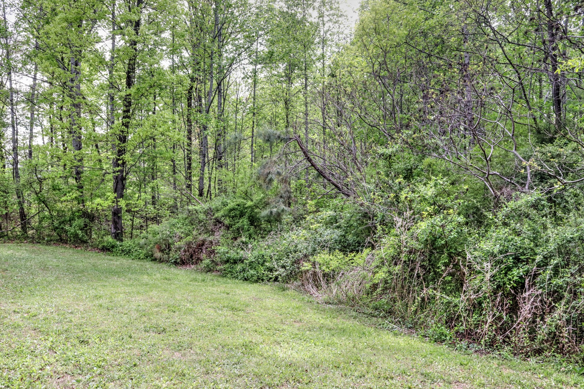 5090 Old Marion Road Cunningham, TN 37052 - Photo 18 of 21 a view of a yard with a tree