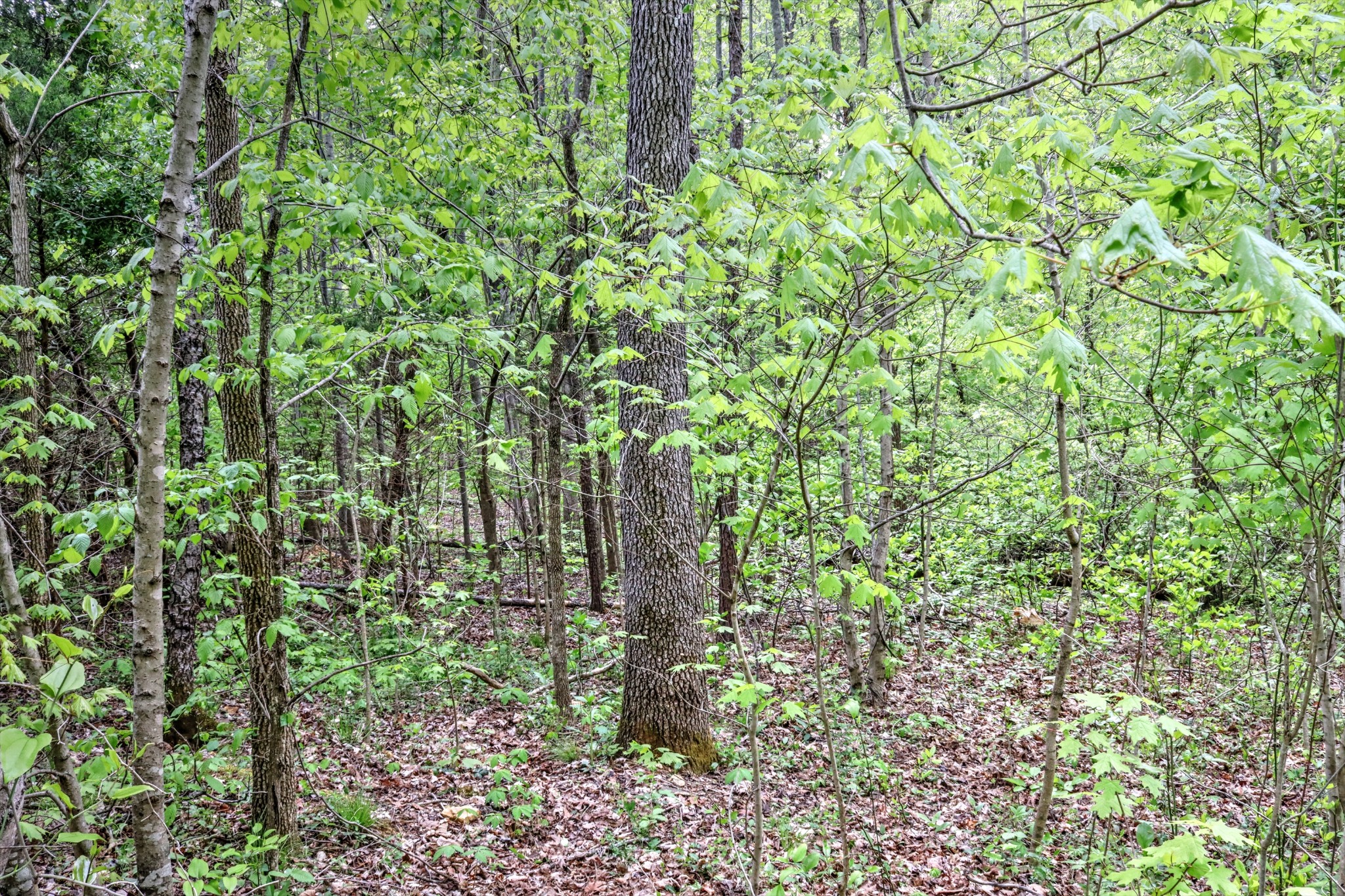 5090 Old Marion Road Cunningham, TN 37052 - Photo 19 of 21 a view of a garden