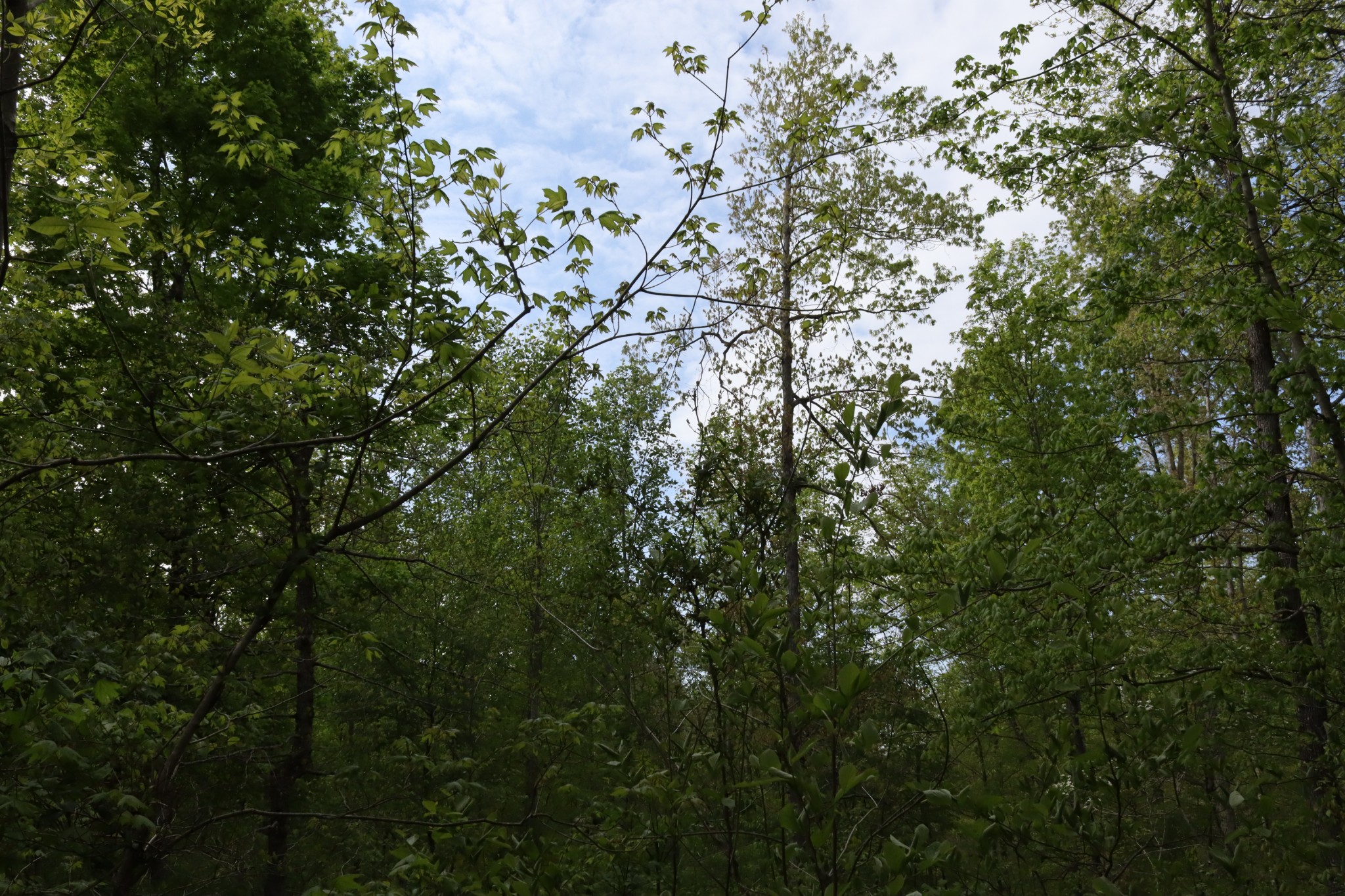 5090 Old Marion Road Cunningham, TN 37052 - Photo 20 of 21 a view of a tree in a yard