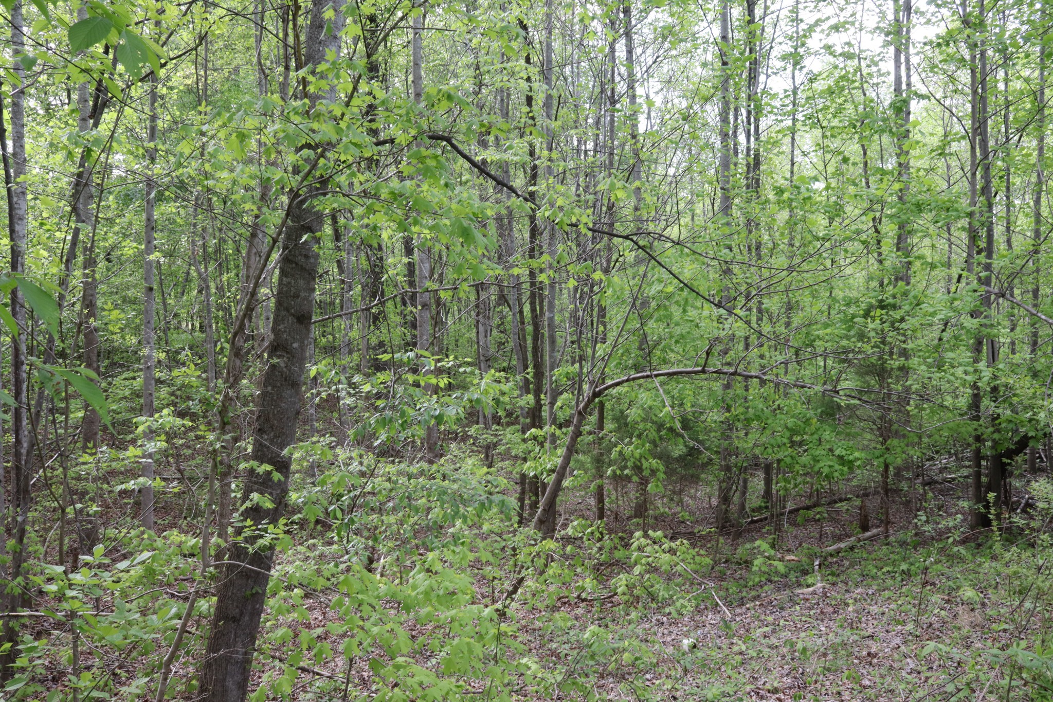 5090 Old Marion Road Cunningham, TN 37052 - Photo 21 of 21 a view of a forest with a tree