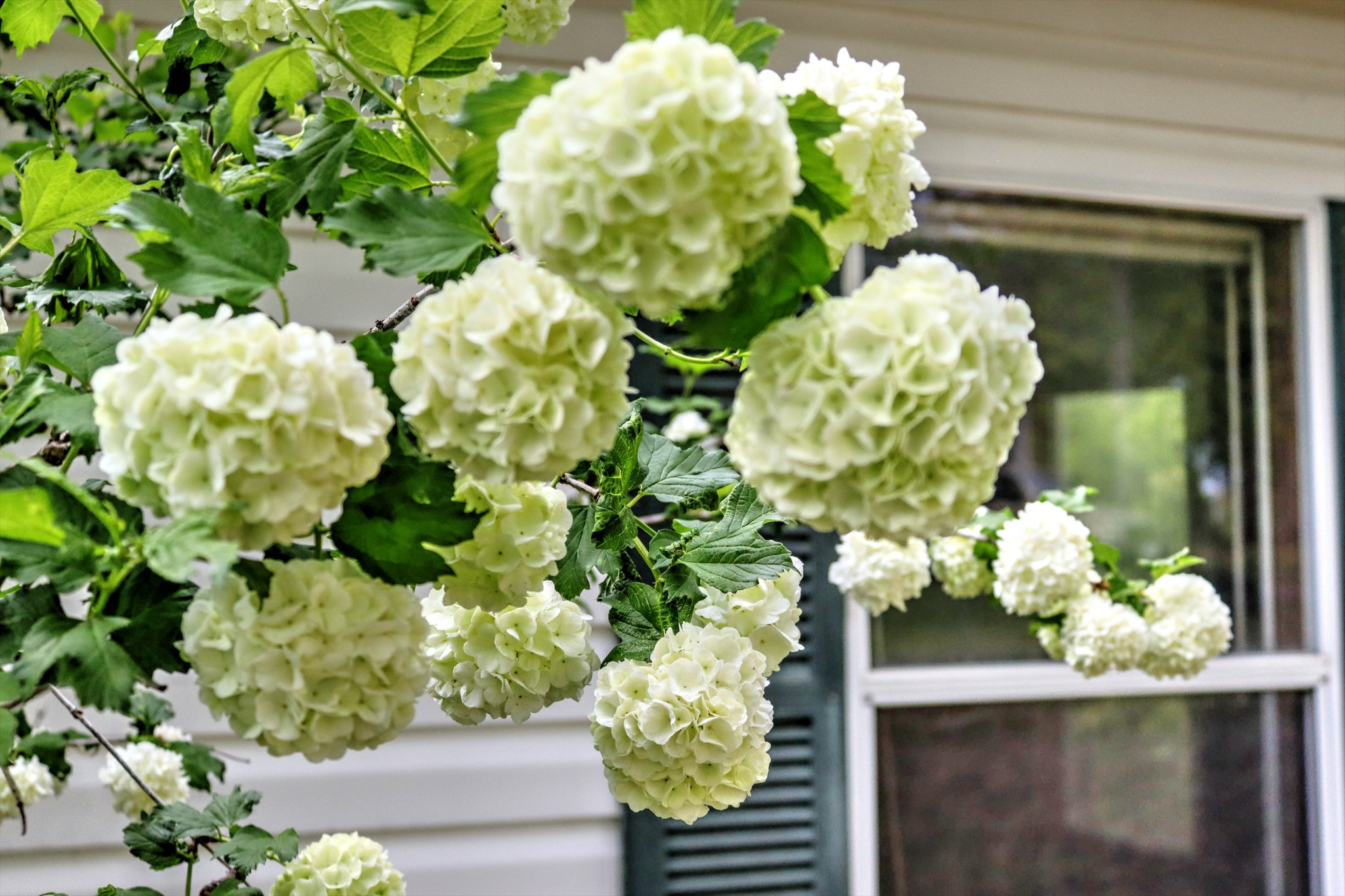 5090 Old Marion Road Cunningham, TN 37052 - Photo 4 of 21 a plant with white flowers