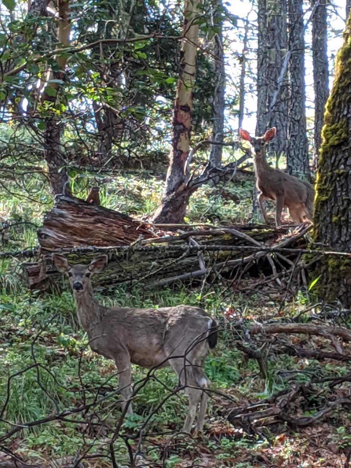 47700 Bentley Ridge Road Covelo, CA 95428 - Photo 61 of 74