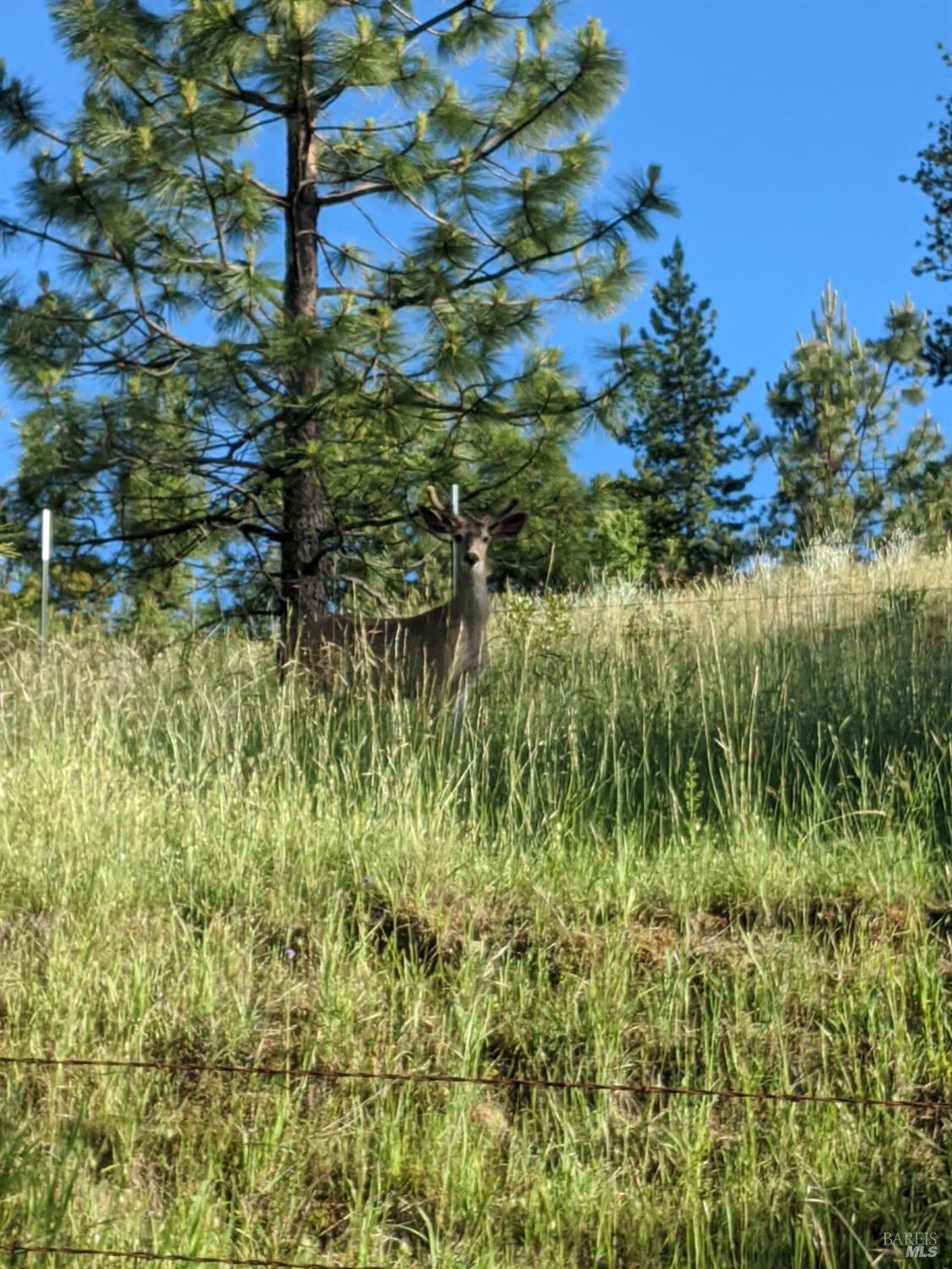 47700 Bentley Ridge Road Covelo, CA 95428 - Photo 63 of 74