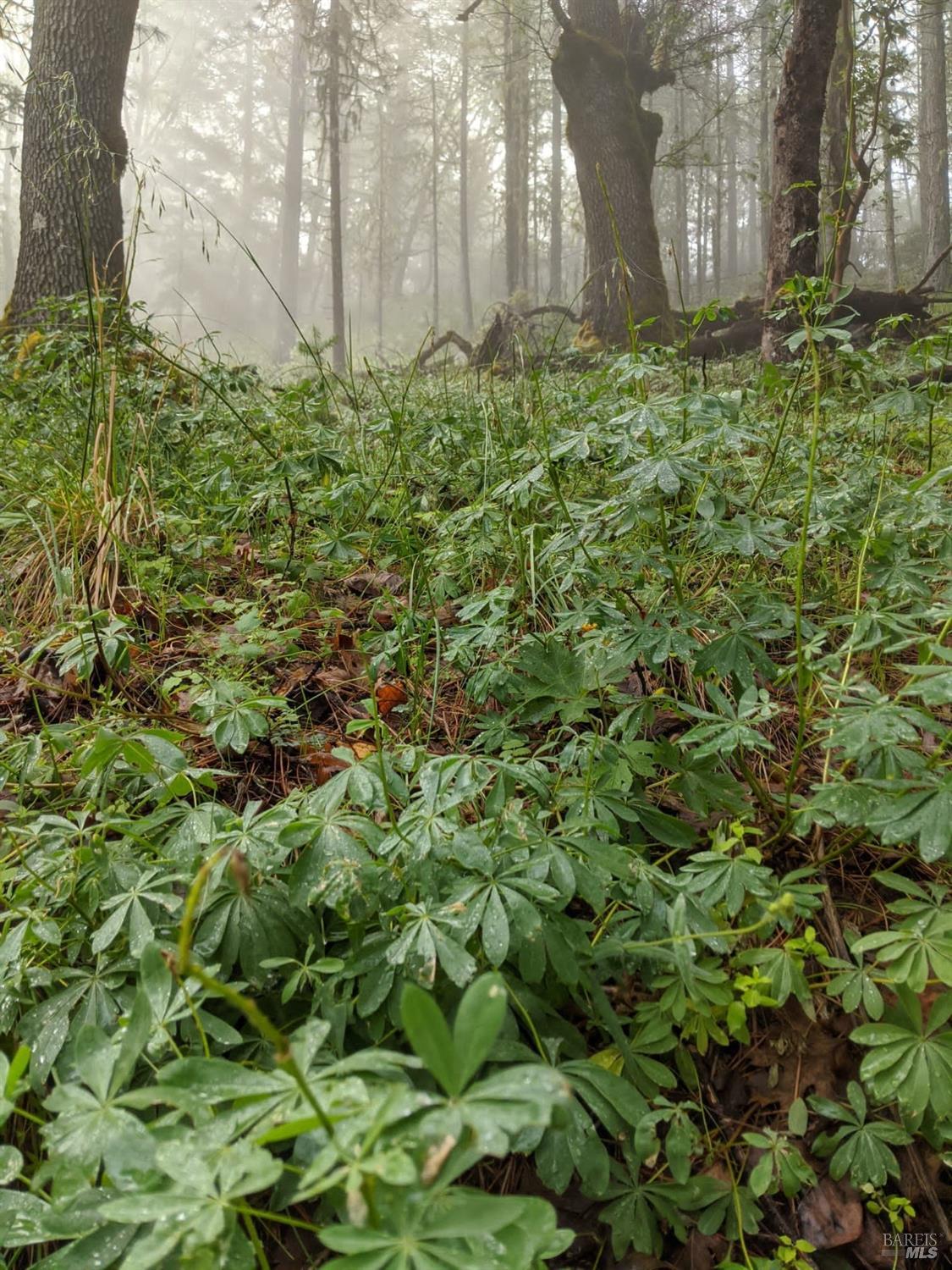 47700 Bentley Ridge Road Covelo, CA 95428 - Photo 7 of 74