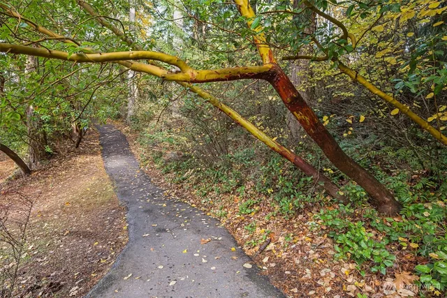 a view of a yard with a tree