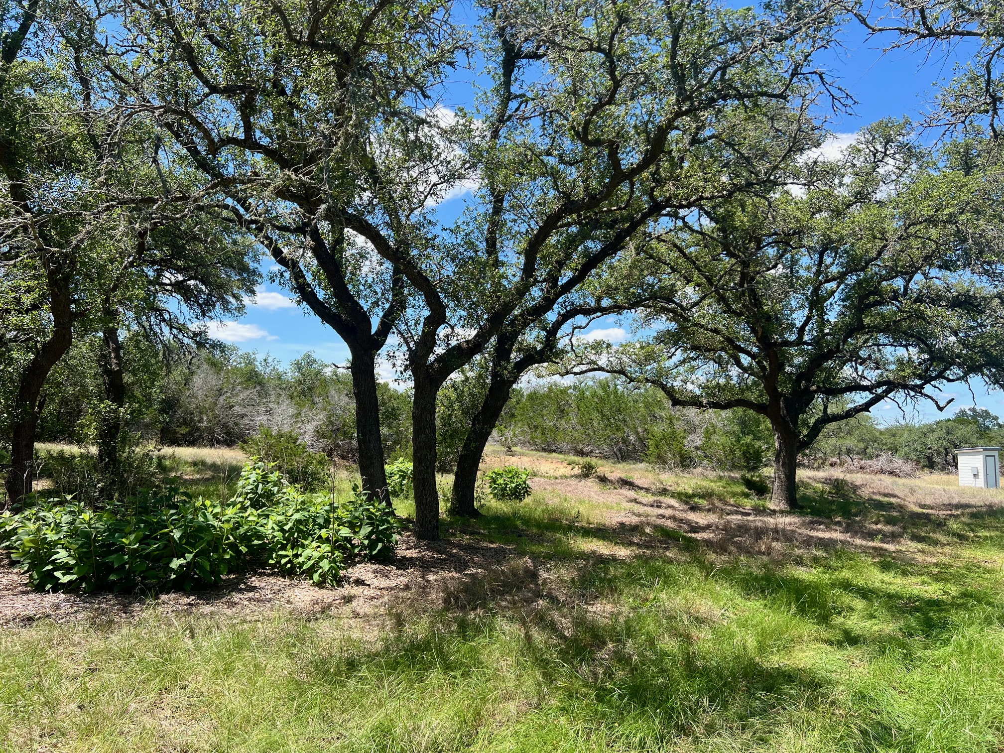 1366 Narrows Road Blanco, TX 78606 - Photo 7 of 29