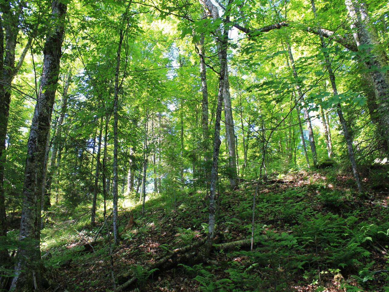 Lot One Fisher Lake Road Mercer, WI 54547 - Photo 10 of 34 Gallery Image 10