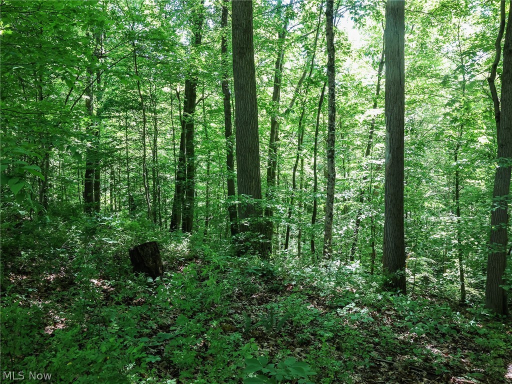 6816 South River Road Blue Rock, OH 43720 - Photo 31 of 41 View of mother earth's splendor