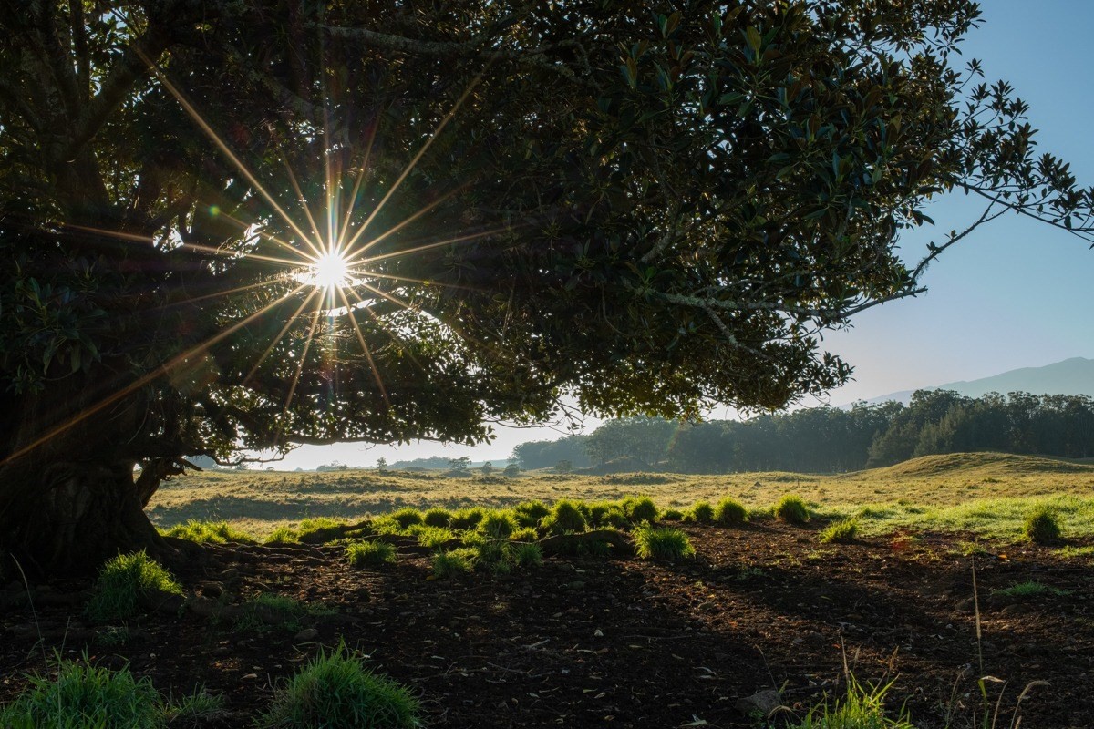 17 Mud Lane Kamuela, HI 96743 - Photo 4 of 8