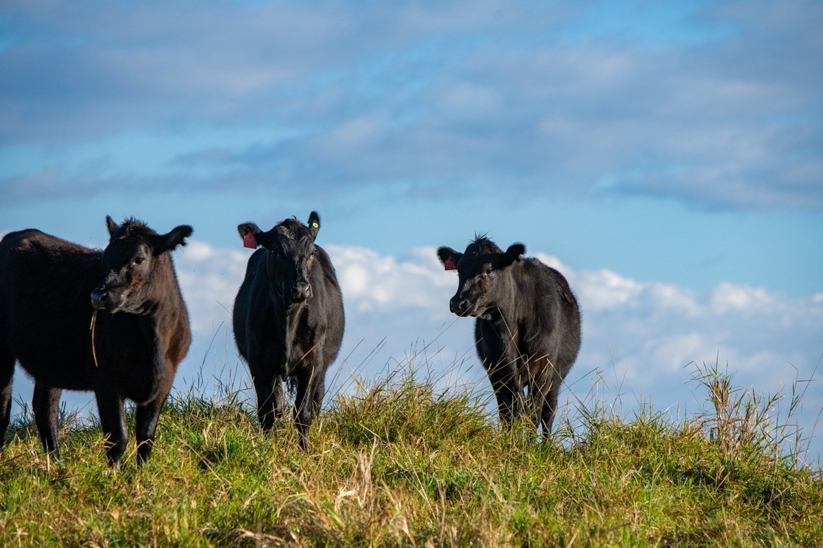 17 Mud Lane Kamuela, HI 96743 - Photo 5 of 8