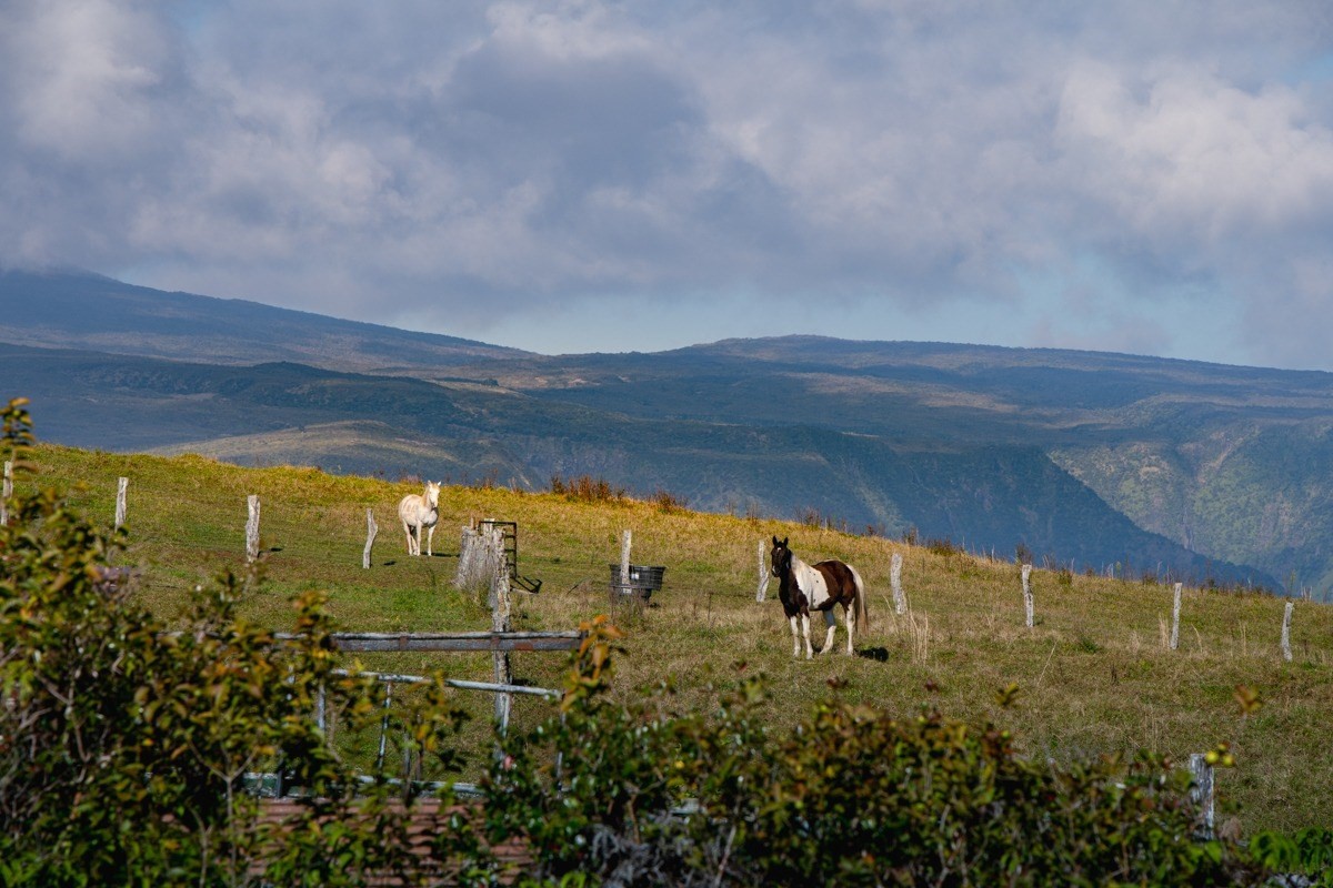 17 Mud Lane Kamuela, HI 96743 - Photo 6 of 8