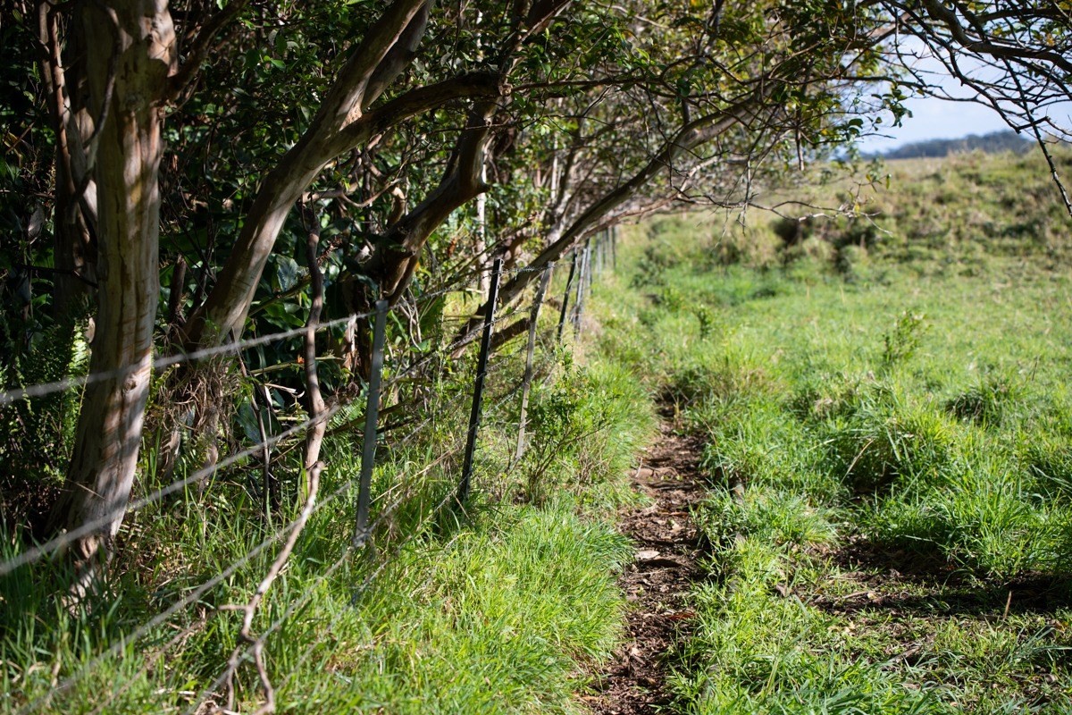 17 Mud Lane Kamuela, HI 96743 - Photo 7 of 8
