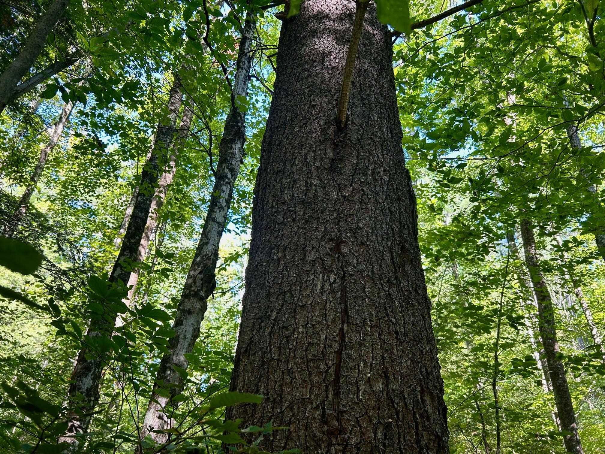 2453 Stock Farm Road Randolph, VT 05060 - Photo 9 of 15