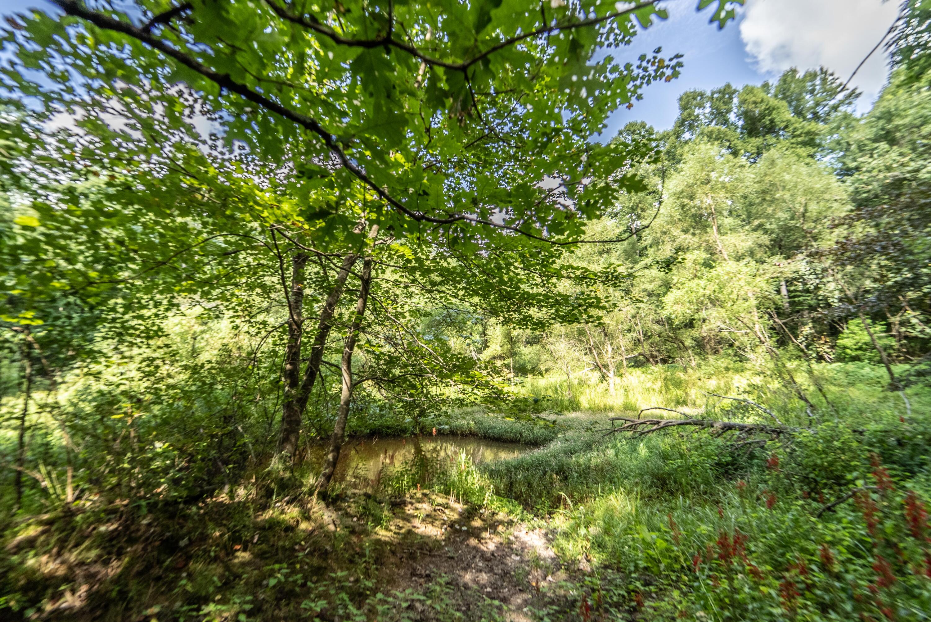 Wilson Road Crossville, TN 38571 - Photo 22 of 39 Part of large pond in woods3