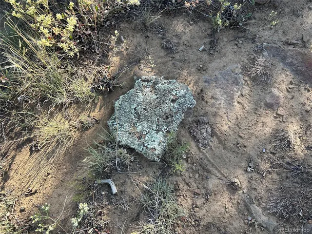 a view of a dry yard with lots of bushes