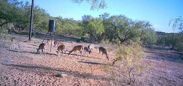 $499,900 | 4599 Burwick Road, Jacksboro, TX 76458