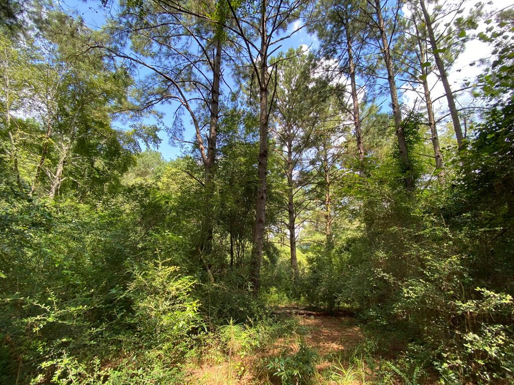 0 Van Holmes Road Tylertown, MS 39667 - Photo 1 of 1 Main View