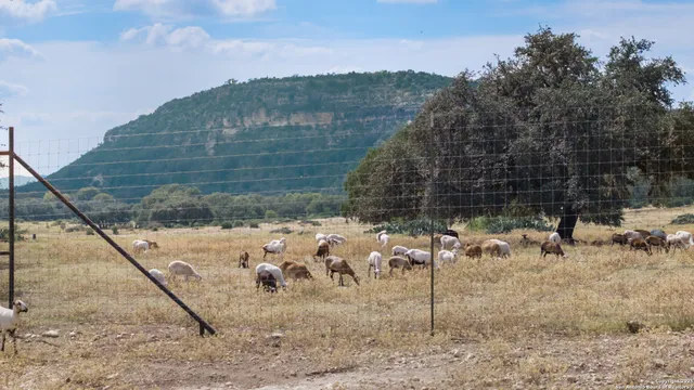 a view of a dry yard with wooden fence