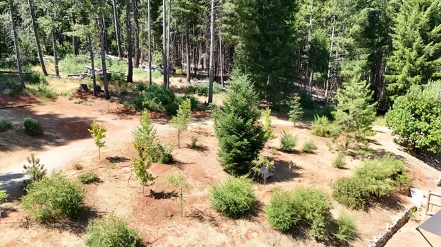 a view of a trees with a yard