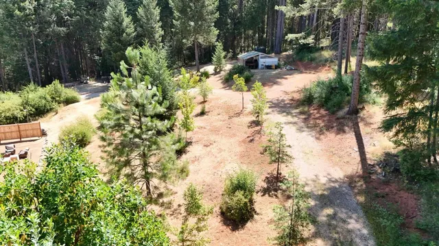 a view of a yard with plants and large trees