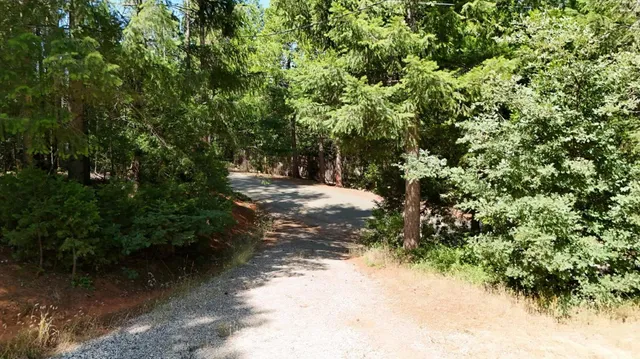a view of a forest with trees in the background