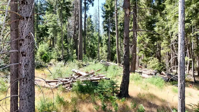 a view of a forest with trees in the background
