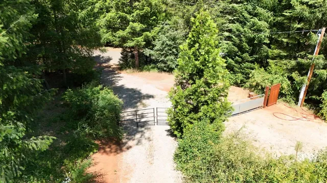 a view of a forest with trees in the background