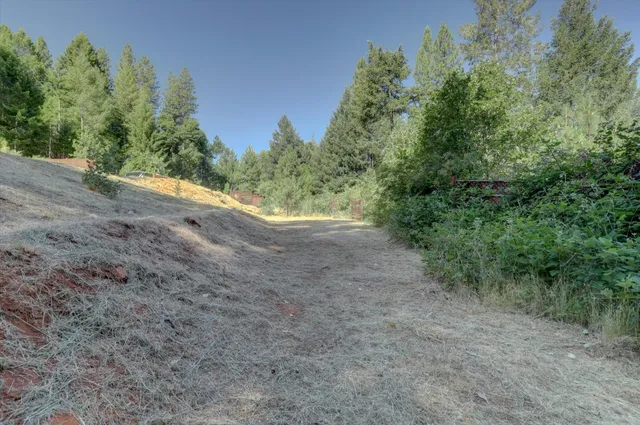 a view of backyard with trees