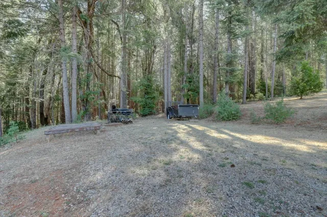 a view of a forest with trees in the background