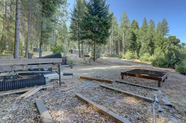 a view of a forest with trees in the background