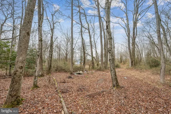 a view of a yard with trees