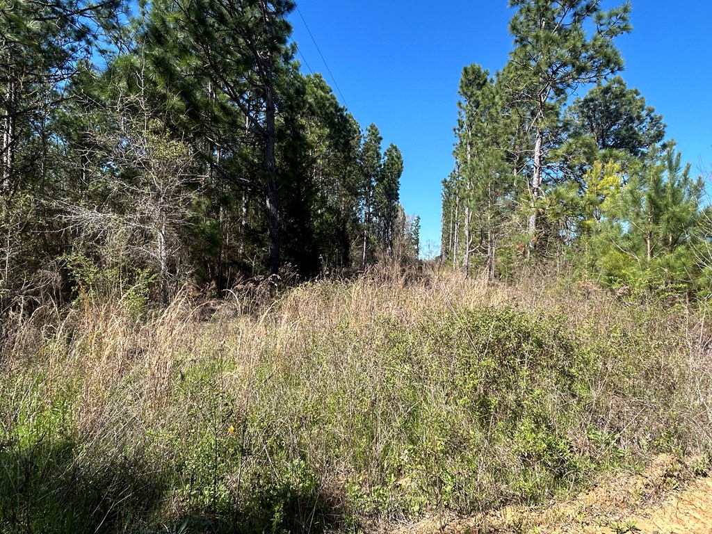 923 Lakeview Road Slocomb, AL 36375 - Photo 12 of 45