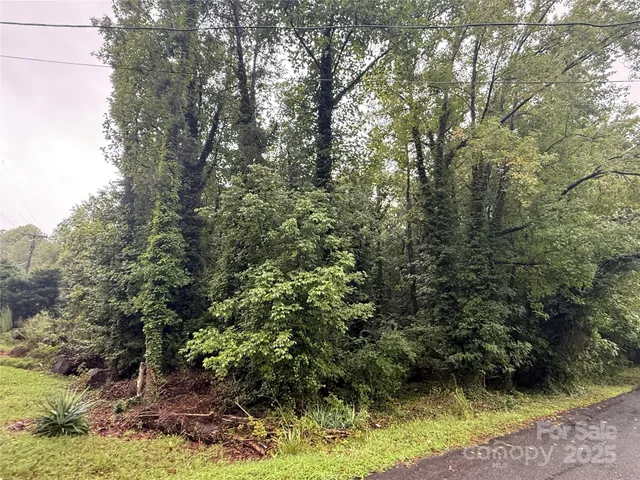 a view of a forest with trees