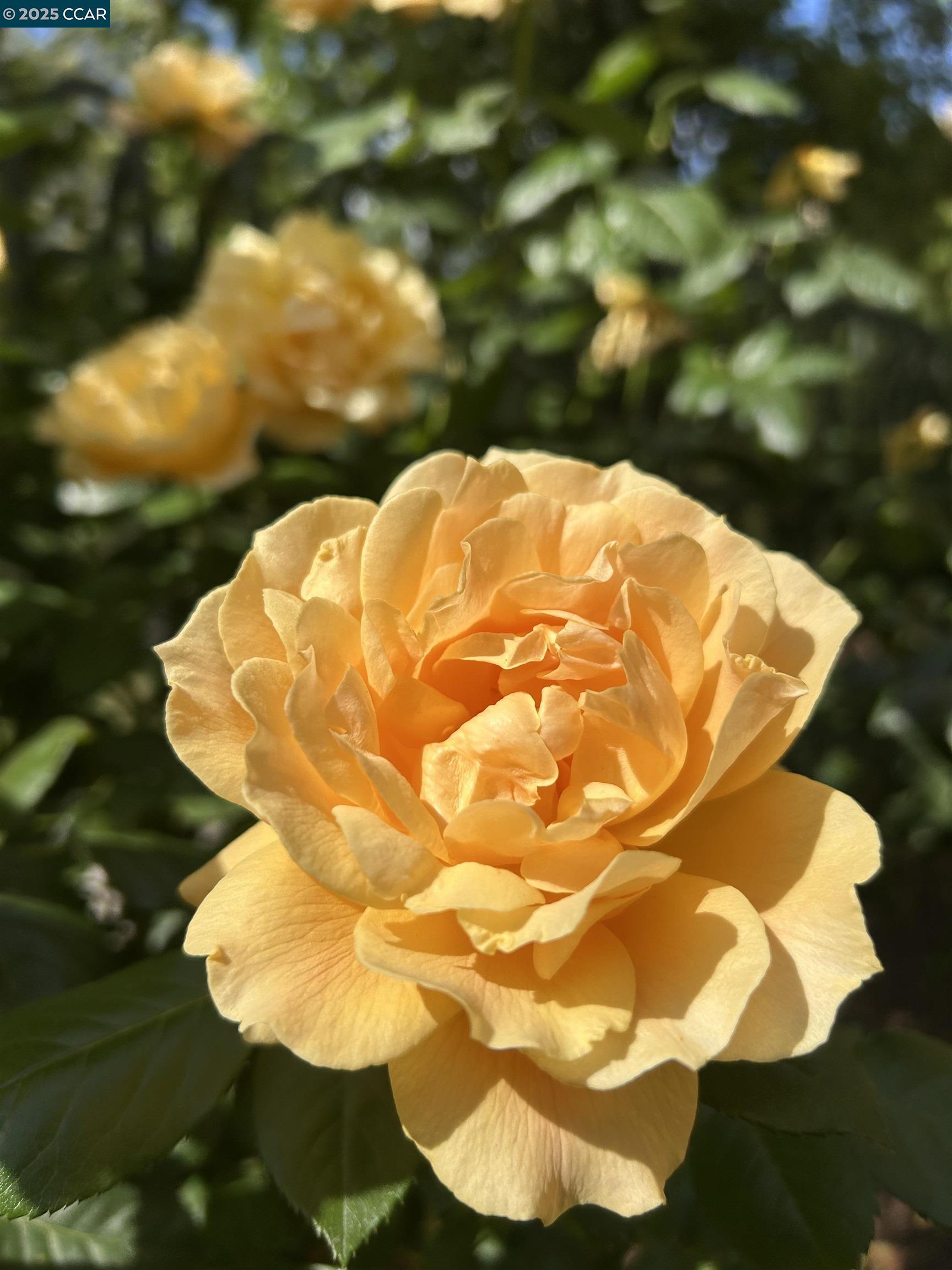 1310 Saddle Rack Street, Unit 352 San Jose, CA 95126 - Photo 35 of 41 a view of a big yard