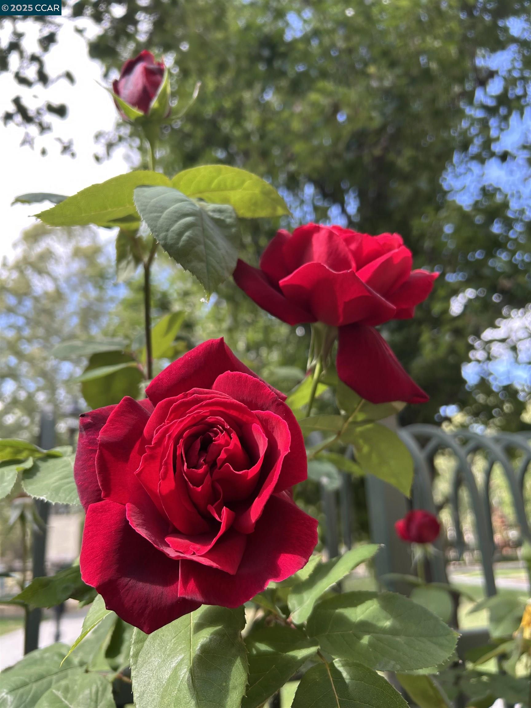 1310 Saddle Rack Street, Unit 352 San Jose, CA 95126 - Photo 36 of 41 a view of a tennis ground with large tree