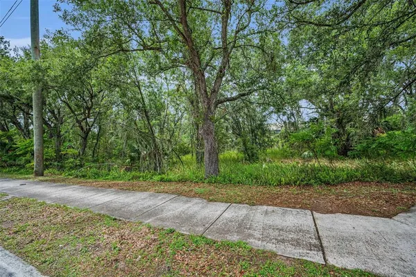 a view of a yard with plants and large trees