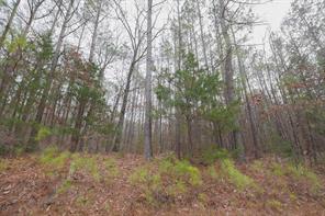 0 Long Cane Ame Road Abbeville, SC 29620 - Photo 4 of 9 This tranquil lot offers a serene setting amidst mature trees, perfect for a private retreat.