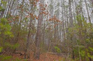 0 Long Cane Ame Road Abbeville, SC 29620 - Photo 6 of 9 Mature trees define this peaceful and secluded property, offering natural beauty and privacy.