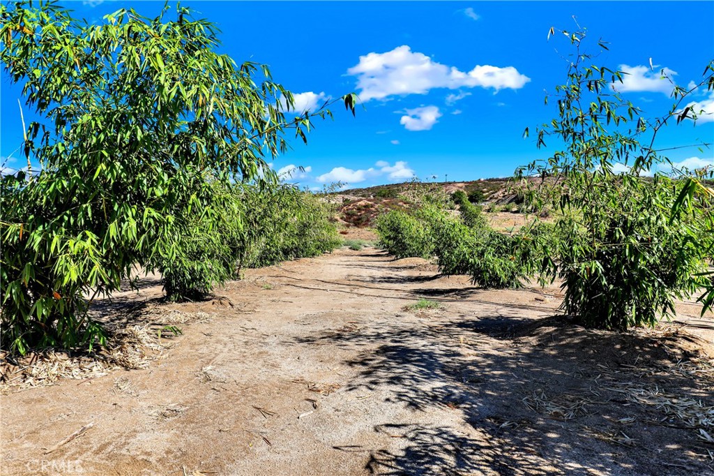 39145 Cordova Temecula, CA 92592 - Photo 12 of 25 a view of a yard with a tree