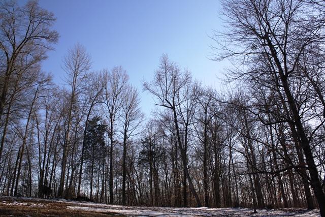 2372 Jarrell Ridge Road Clarksville, TN 37043 - Photo 16 of 18 Ah, the views and privacy of so much land!