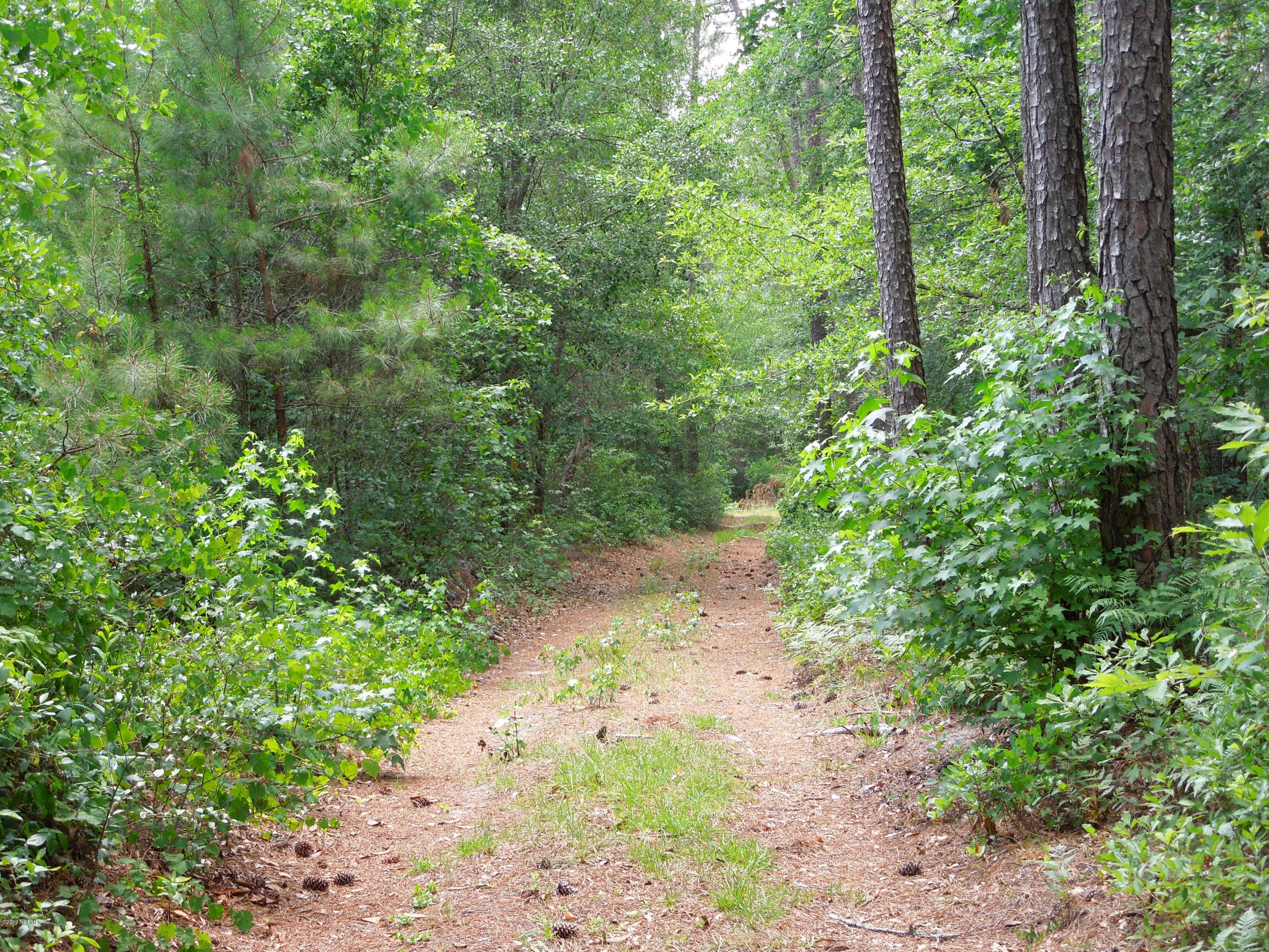 5 Beattys Bridge Road Atkinson, NC 28421 - Photo 7 of 18 Forestry has an access way, not legal however, the owner allows them access (TC&I Timber).