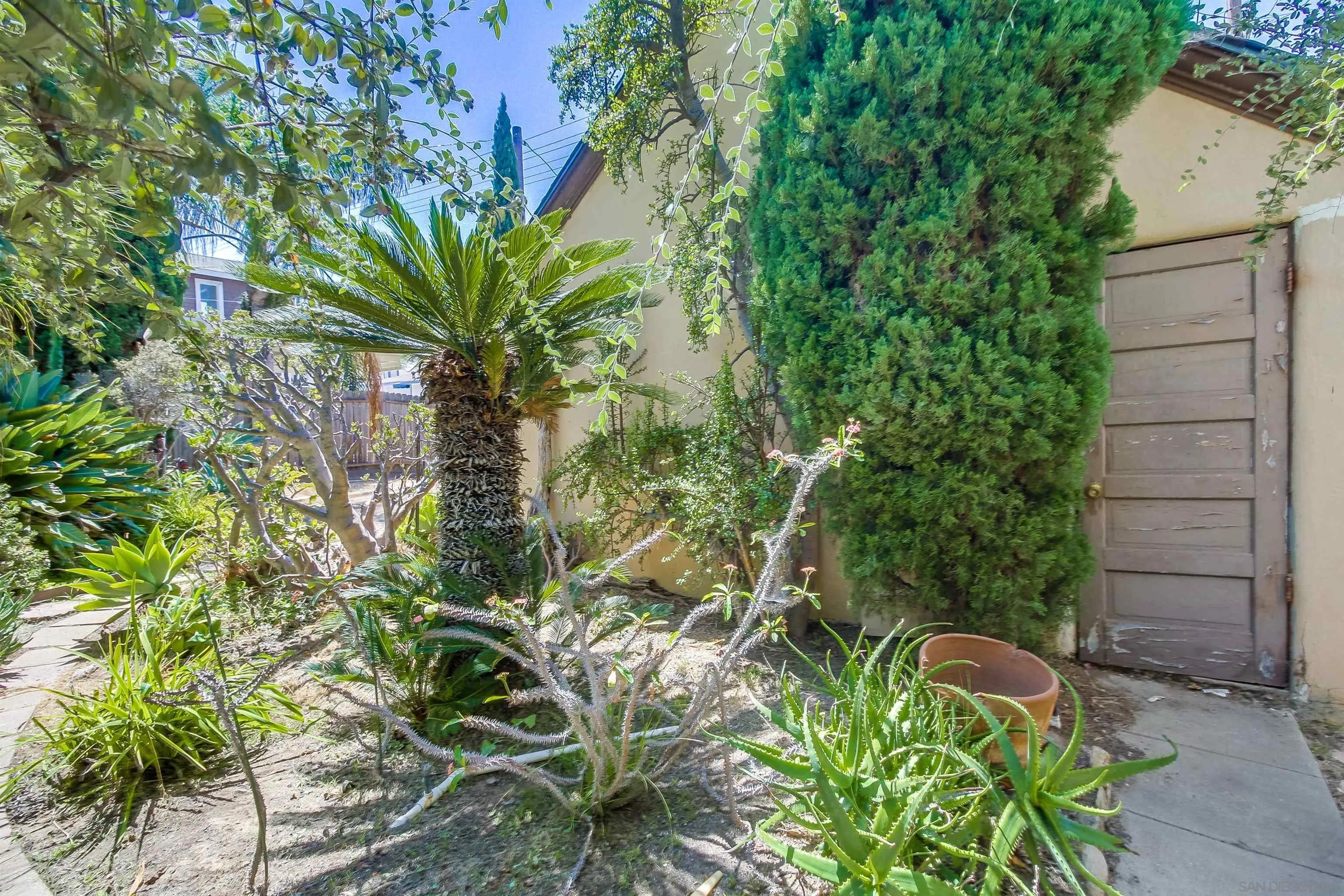 340 B Avenue Coronado, CA 92118 - Photo 28 of 31 a close up of a plant in a garden