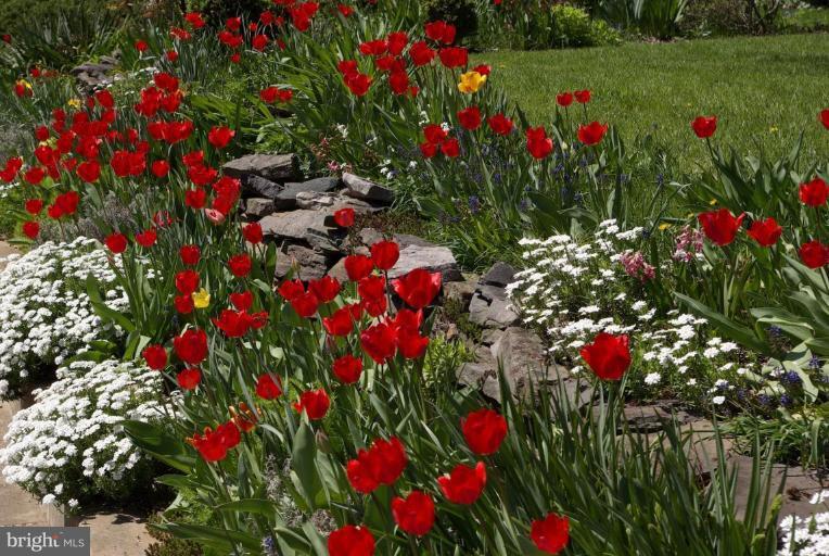 6015 22nd Road North Arlington, VA 22205 - Photo 16 of 16 a flower view