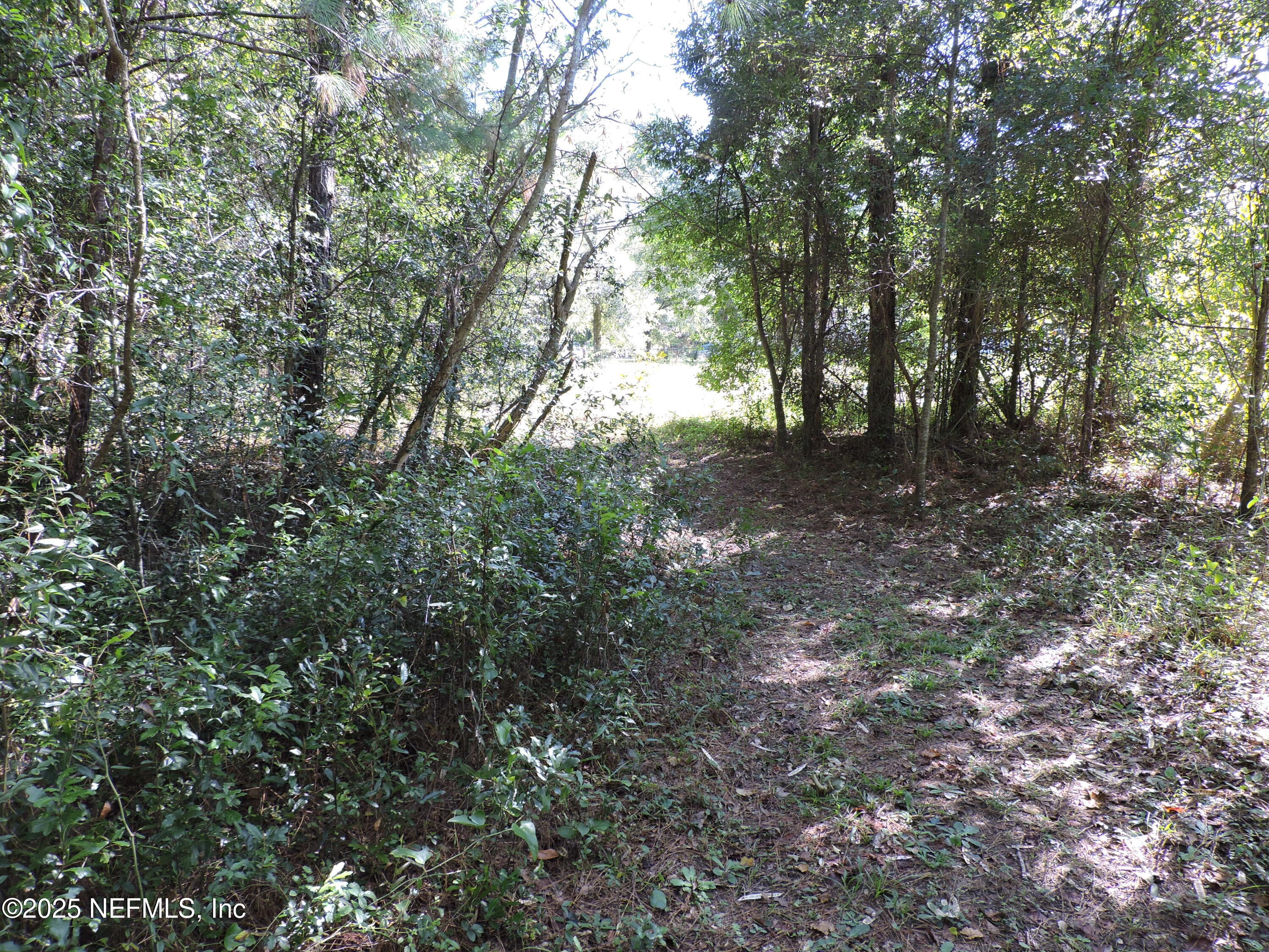 2955-2935 New Berlin Road Jacksonville, FL 32226 - Photo 13 of 78 a view of a forest with trees in the background