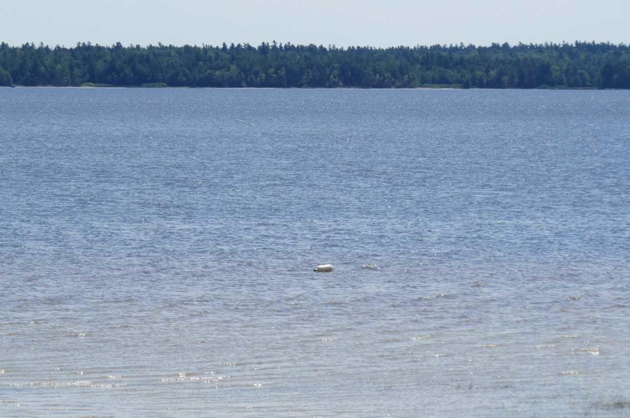 147 Old Hay Road Ellsworth, ME 04605 - Photo 27 of 40 download (14)