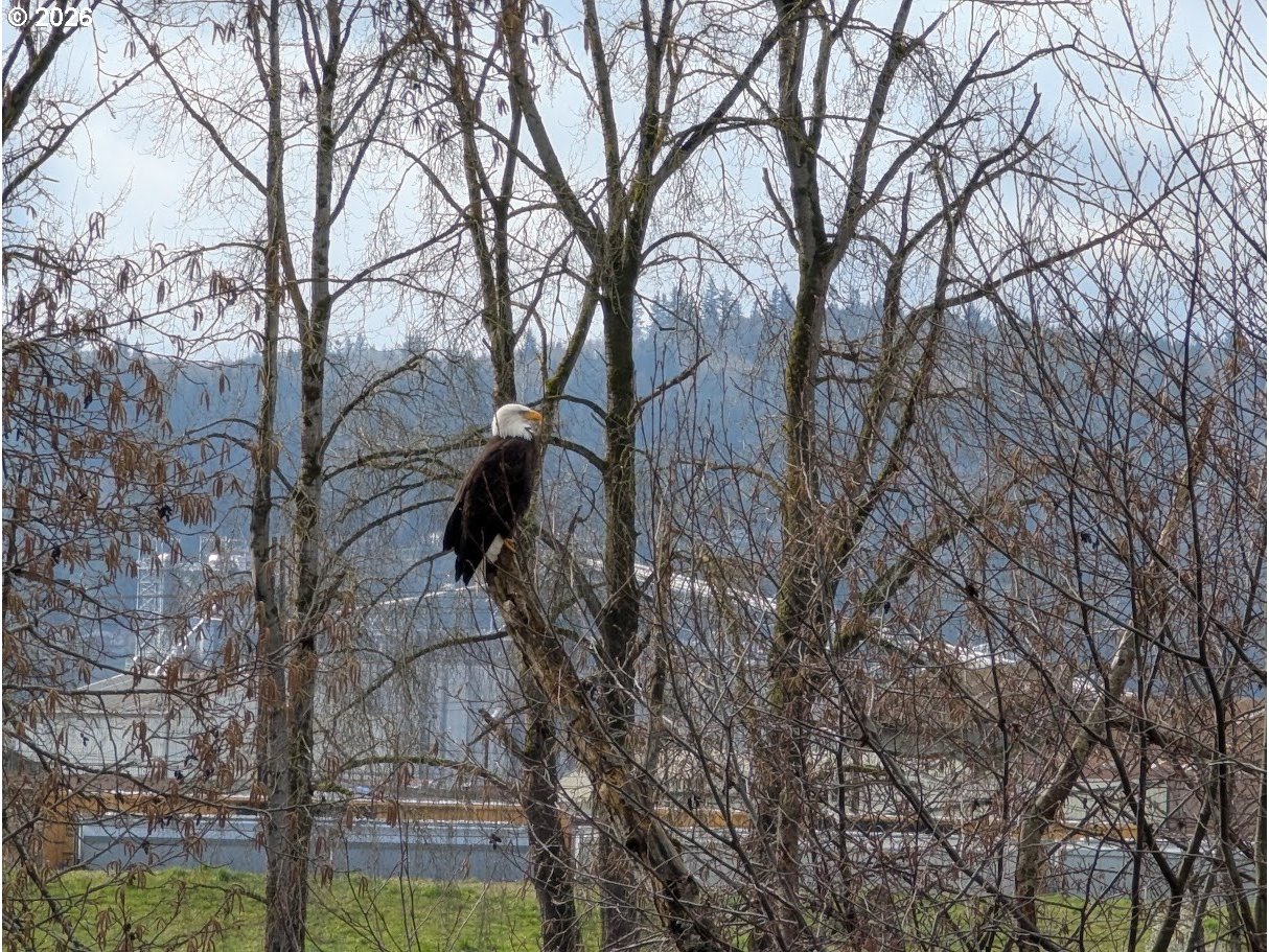 2056 South River Road Kelso, WA 98626 - Photo 11 of 13 a backyard of a house with lots of green space
