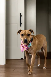 $2,499,900 | 4328 General Bate Drive, Nashville, TN 37204