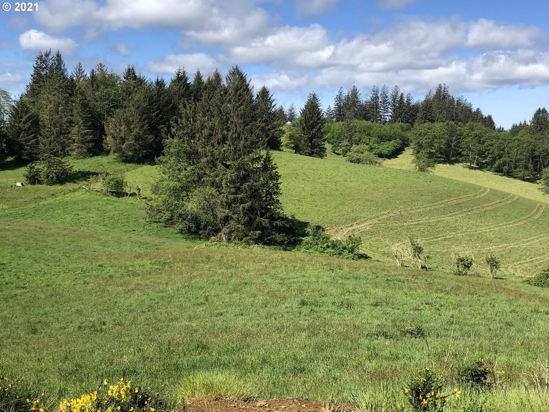 Hodgdon Road, Unit 201 Tillamook, OR 97141 - Photo 9 of 16 a view of a big yard with large trees