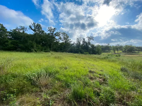 a view of a field with a tree in the background